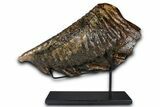 Woolly Mammoth Lower M Molar with Stand - North Sea Deposits #370336-1